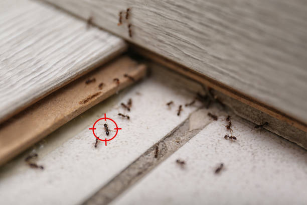 Best Cockroach Control Services  in Fulton, KY